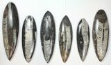 Lot: - Polished Orthoceras Fossils - Pieces #134083-1